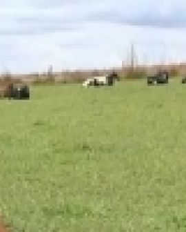 Imagem de Bandidos roubam gado e vendem carne clandestina em Rio Verde