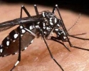 Imagem de Goiás registra mais de 80 mil casos de dengue em 2013