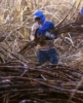 Imagem de Deputados querem mudar regras para plantio da cana