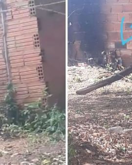Imagem de Homem degola e ateia fogo em cachorro em Rio Verde