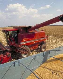 Imagem de Rio Verde já tem cerca de 80% da soja colhida e queda na produtividade pode chegar a 15%