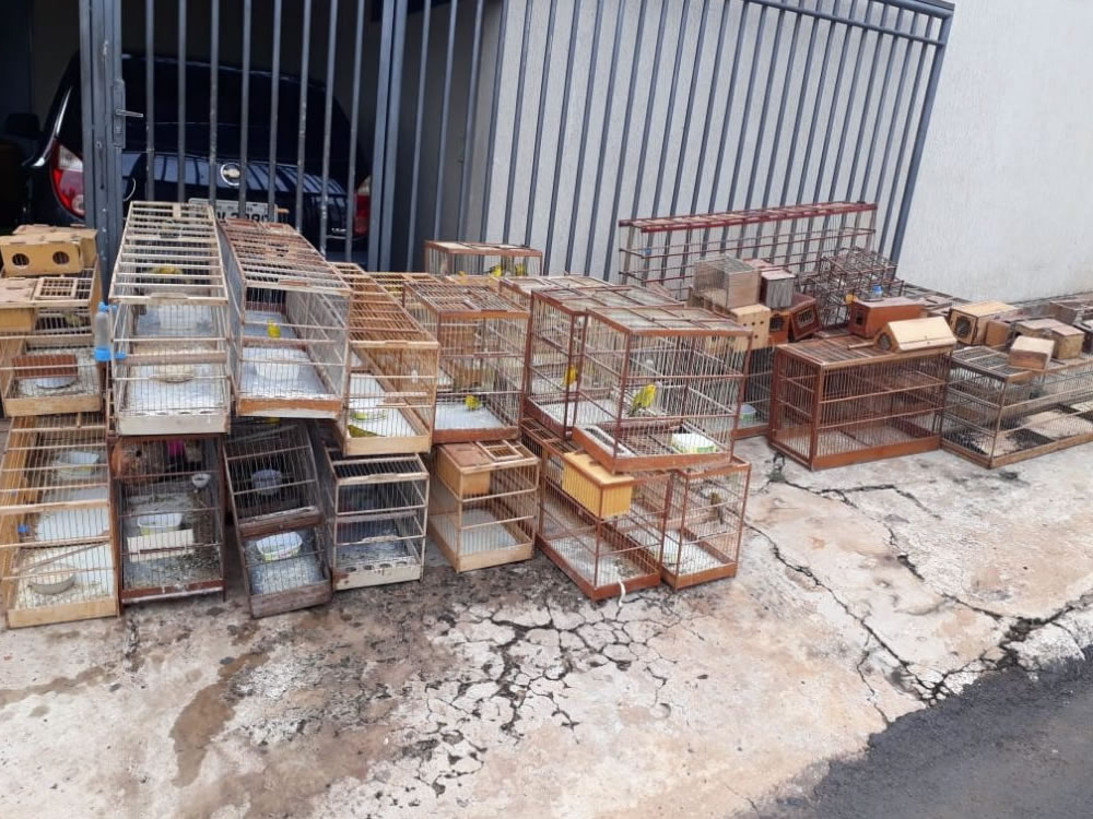 Imagem de PM apreende 46 pássaros silvestres em Rio Verde