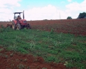 Imagem de Pequenos produtores recebem ajuda da Prefeitura