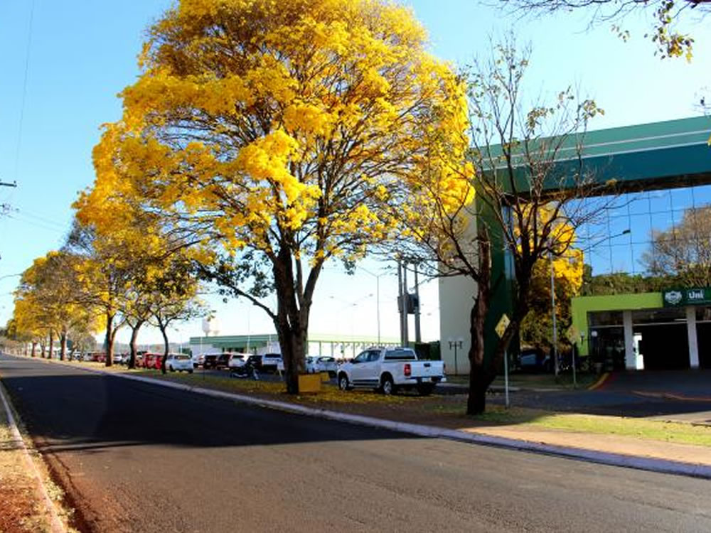 Imagem de Colorido da florada dos ipês encanta quem passa pela avenida da UniRV