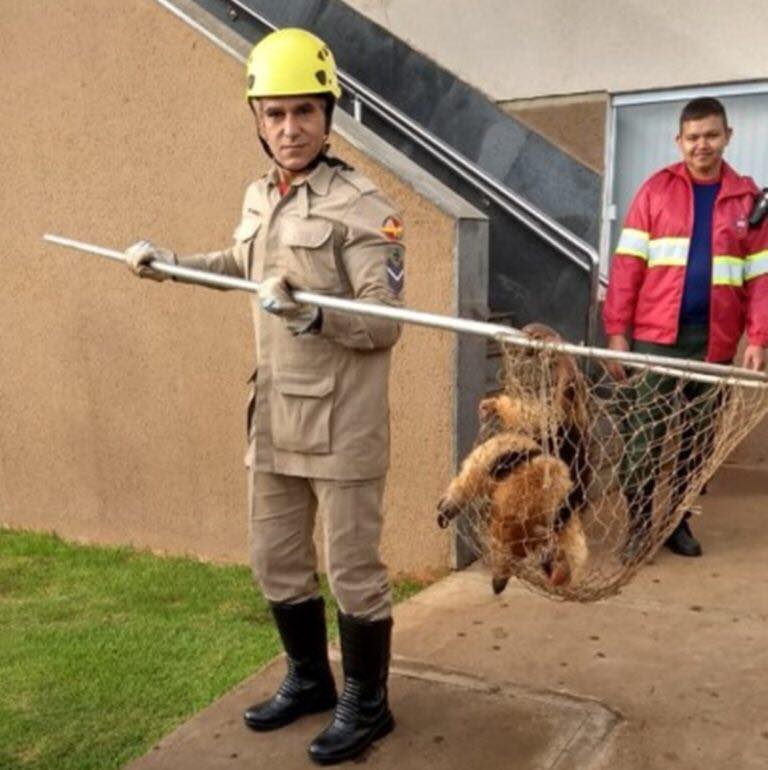 Imagem de Bombeiros resgatam tamanduá em Rio Verde