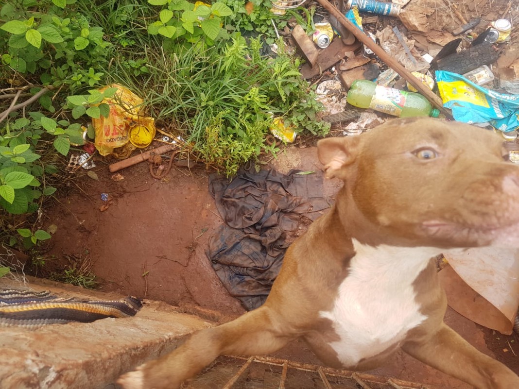 Imagem de Polícia Civil investiga maus tratos a animais em Jataí