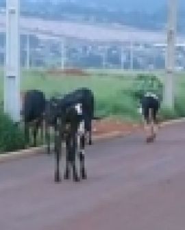 Imagem de Vacas atrapalham trânsito em Jataí