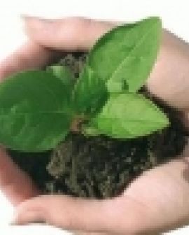 Imagem de Agricultura brasileira demanda maior consumo de fertilizantes
