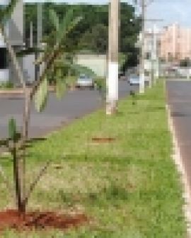 Imagem de Avenida Universitária recebe 500 mudas