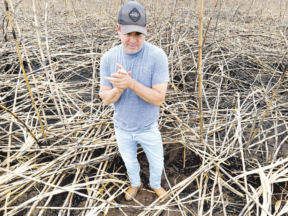 Imagem de Fogo deixa rastro de perdas para produtores em Goiás