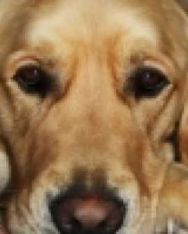 Imagem de Gravidez psicológica em cães e gatos