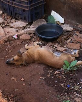 Imagem de Polícia Civil resgata animal vítima de maus tratos no Bairro Popular