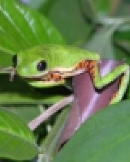 Imagem de Exposição traz imagens do cerrado