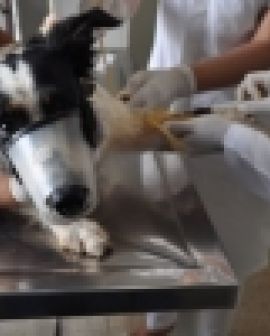 Imagem de Hospital Veterinário se destaca pelo atendimento