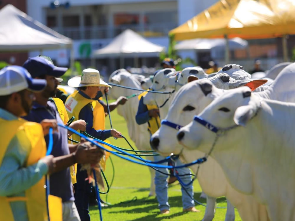 Imagem de ACNB promove 9ª edição do Simpósio Nelore durante a Expoinel 2019
