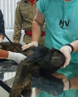 Imagem de Macaco guariba é atropelado na GO-174 em Rio Verde