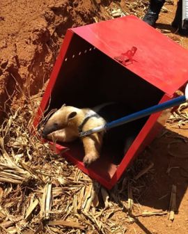 Imagem de Tamanduá é encontrado dentro de condomínio residencial em Rio Verde