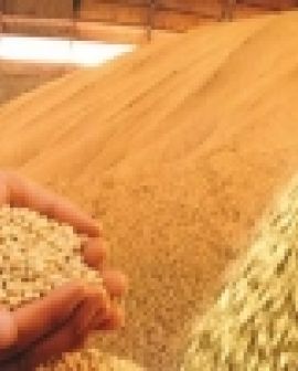 Imagem de Produtores aproveitam mercado internacional aquecido