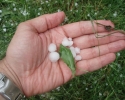 Imagem de Chuva de granizo assusta rio-verdenses