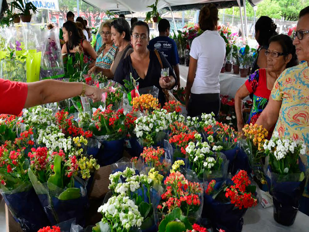 Imagem de Rio Verde recebe um dos festivais de flores mais charmosos do país