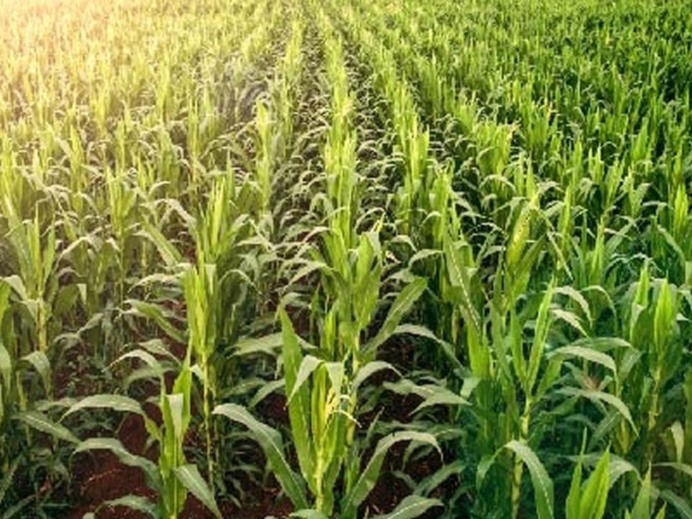 Imagem de Municípios do agronegócio lideram crescimento do PIB