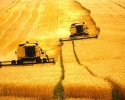 Imagem de Rio Verde é município mais rico em produção agropecuária do Brasil