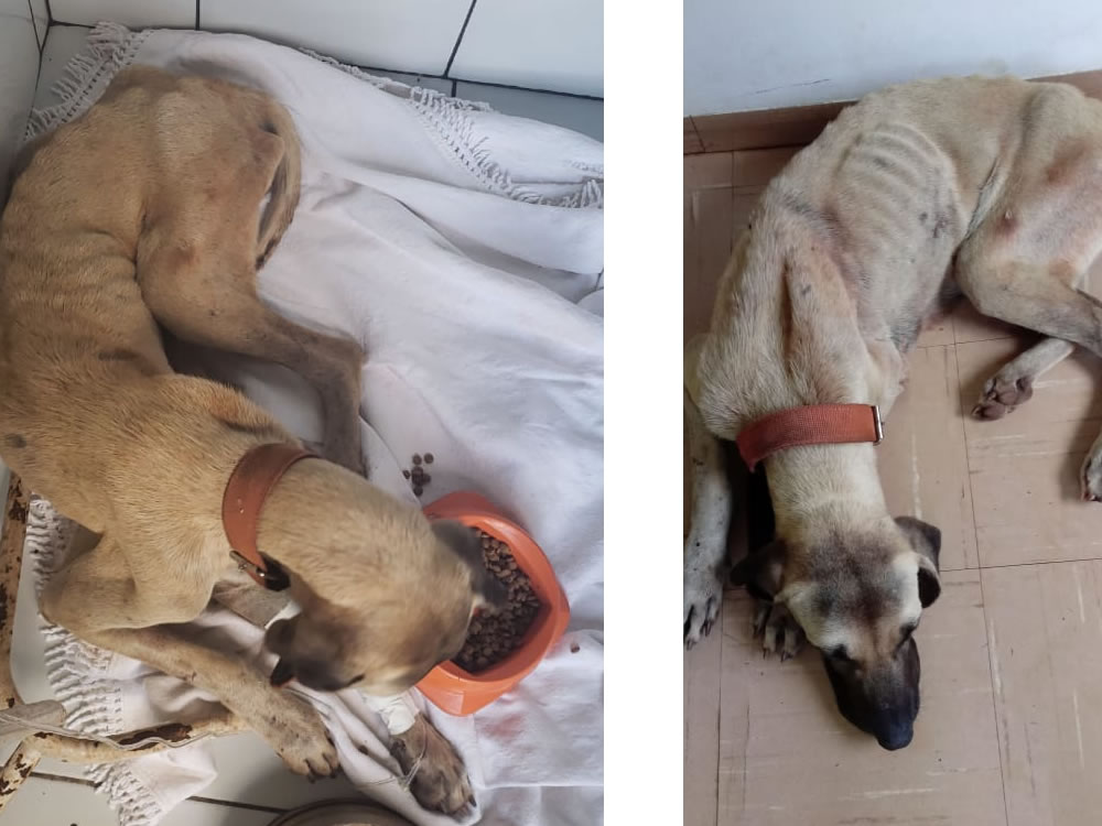 Imagem de Polícia resgata cão que sofria maus tratos