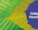 Imagem de Produtor rural e a recomposição florestal: custo ou oportunidade?