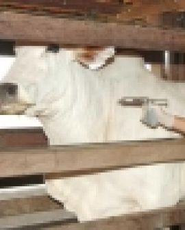 Imagem de Segunda etapa da vacinação contra aftosa começa hoje
