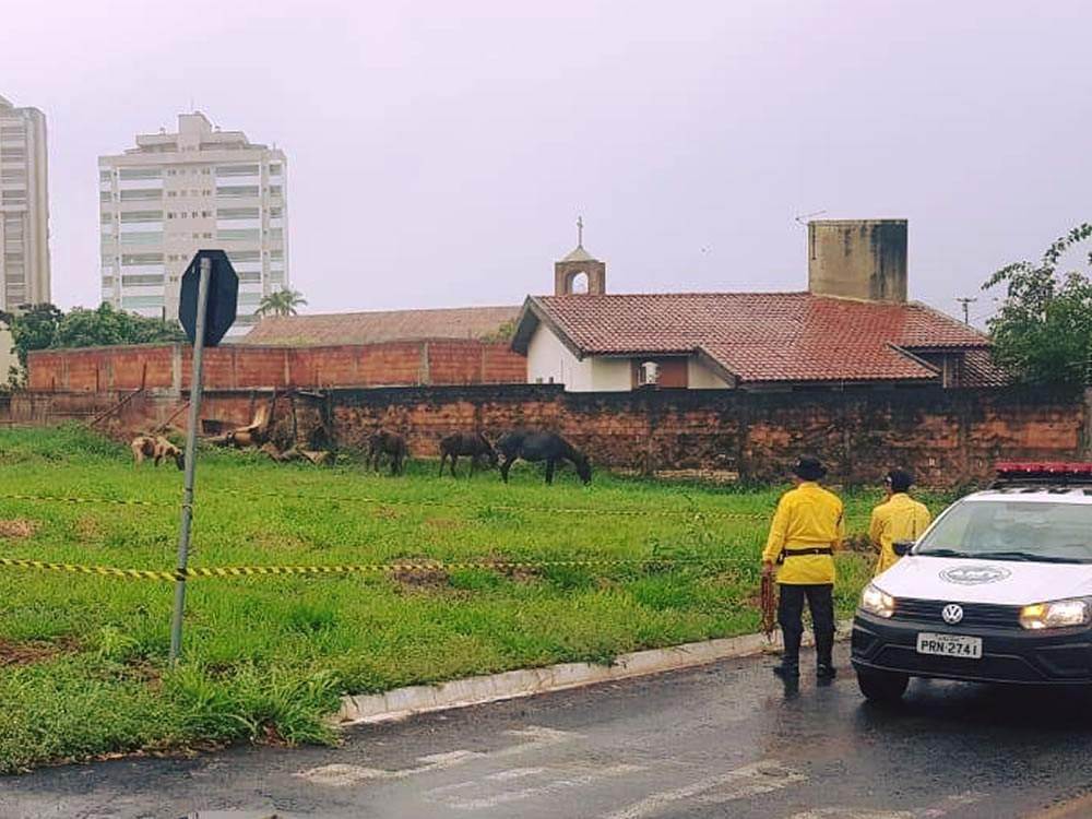 Imagem de Agentes da AMT fazem contenção de cavalos