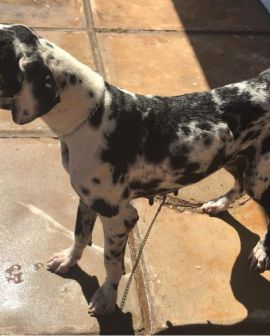 Imagem de Mulher denunciada por maus tratos a animais em Morrinhos