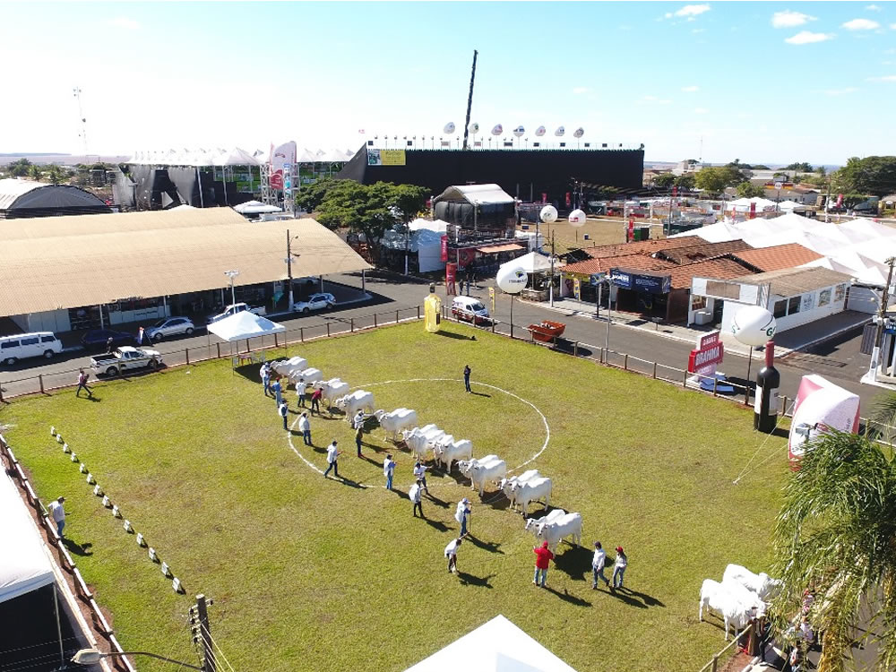 Imagem de Rio Verde recebe exposição oficial dos Rankings Nacionais Nelore e Nelore Mocho