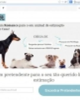 Imagem de Engenheiro de SP cria site de 'relacionamento' para animais