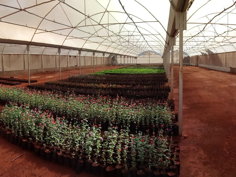 Imagem de Prefeitura de Rio Verde constrói nova estufa com plantas ornamentais