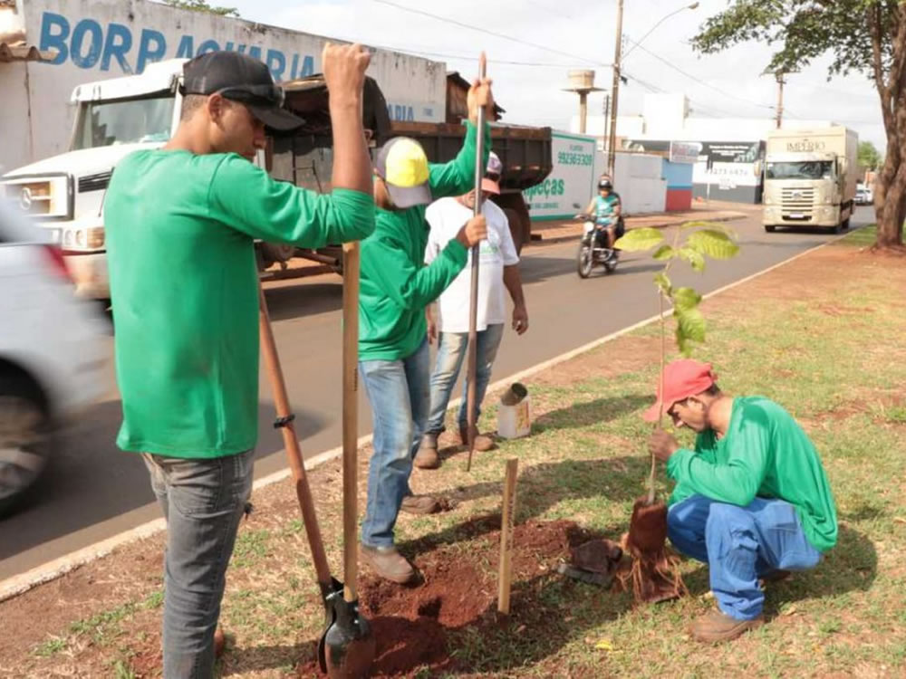 Imagem de Prefeitura inicia o plantio e doação de mudas na cidade