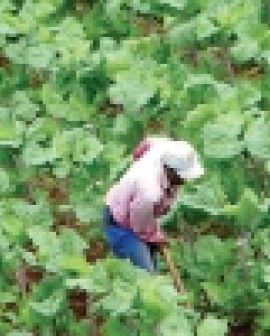 Imagem de Sobram vagas no campo