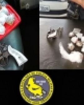 Imagem de Polícia prende foragido e dois traficantes