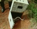 Imagem de Furão e jiboia resgatados em Rio Verde