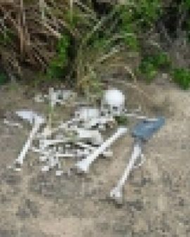 Imagem de Ladrões furtam ossada em Cemitério