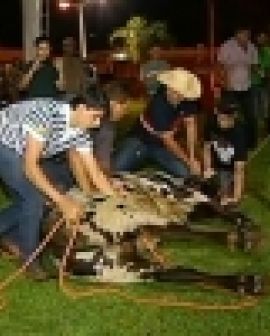 Imagem de Boi atravessa cidade e dá trabalho para ser resgatado