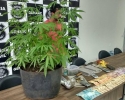 Imagem de Polícia prende homem que cultivava pé de maconha