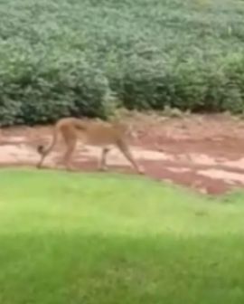 Imagem de Agricultor filma onça 'passeando' na zona rural de Rio Verde