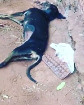 Imagem de Polícia Civil de Rio Verde tenta resgatar cães, mas eles já estavam mortos