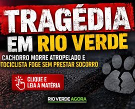 Imagem de Pitbull morre atropelado após escapar de corda e motociclista foge sem prestar socorro em Rio Verde