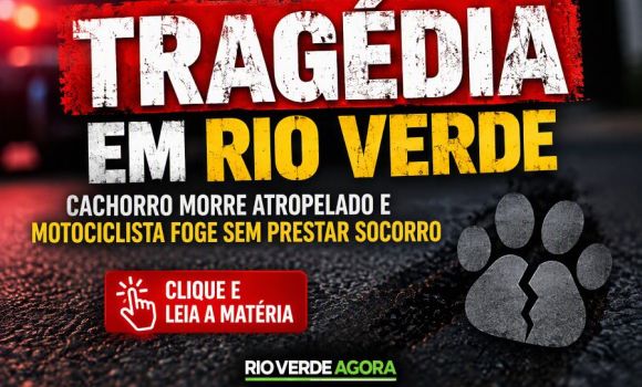 Imagem de Pitbull morre atropelado após escapar de corda e motociclista foge sem prestar socorro em Rio Verde