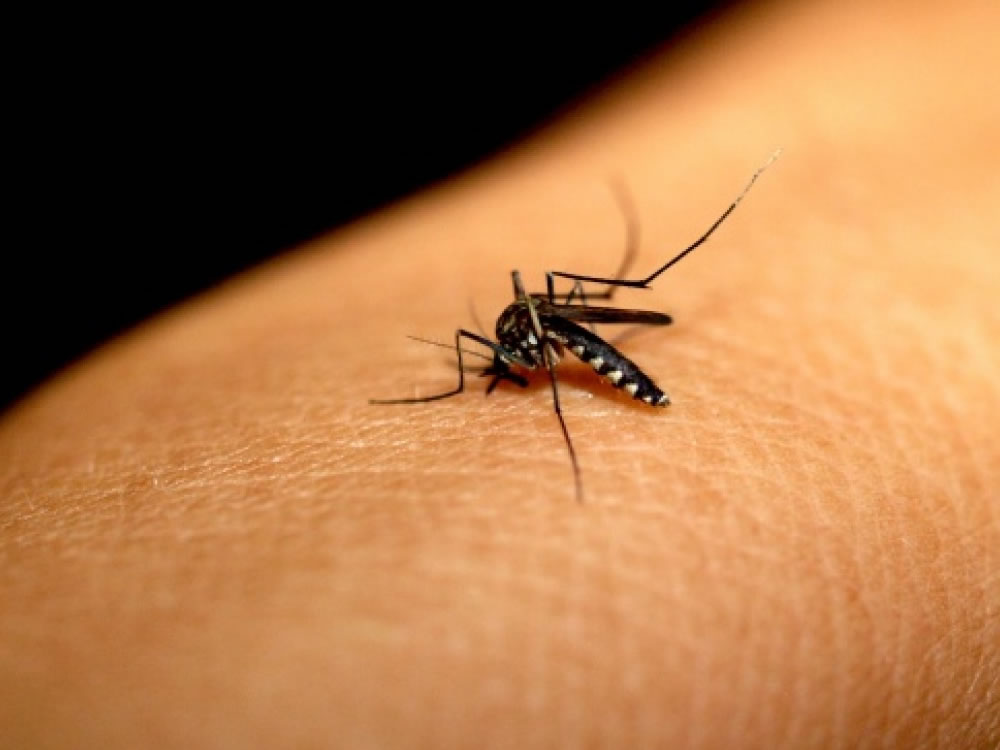 Imagem de Goiás tem 18 mortes investigadas por suspeita de dengue, diz Saúde