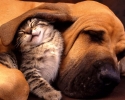 Imagem de Aspectos nutricionais de cães e gatos