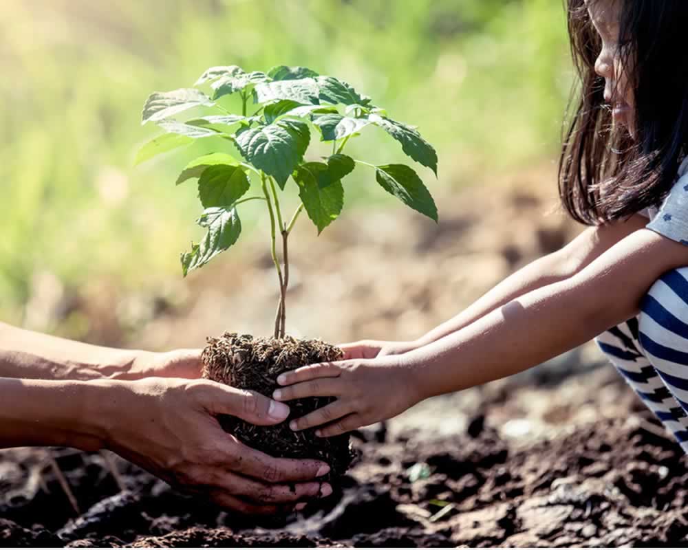 Imagem de Prefeitura lança manual para incentivar arborização em Rio Verde