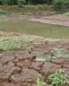 Imagem de Pouca chuva preocupa produtores