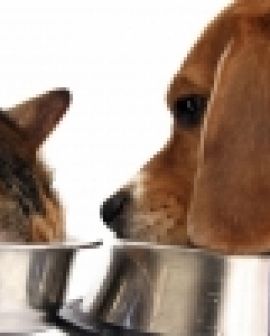 Imagem de Alimentos para cães e gatos